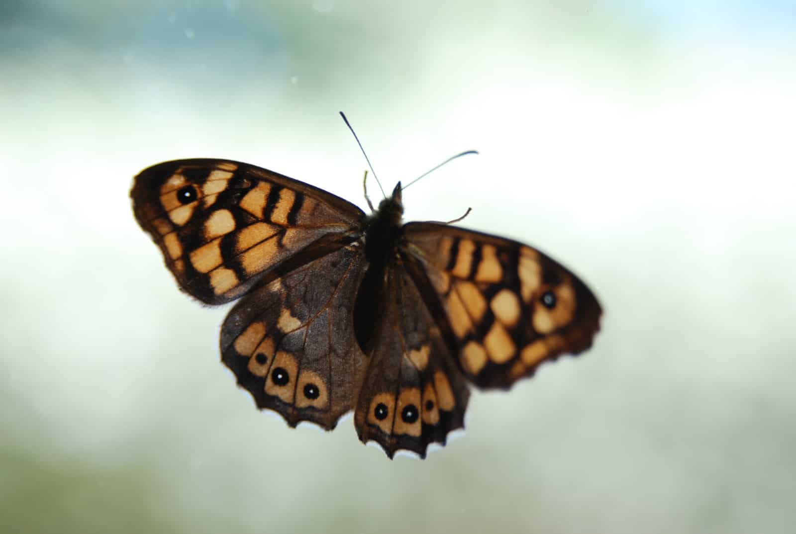 Mariposa en la ventana