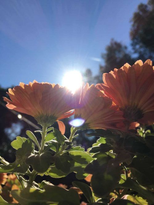 Crisantemos con el sol de fondo