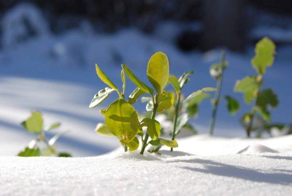 Brotes nuevos en la nieve Nacer de Nuevo
