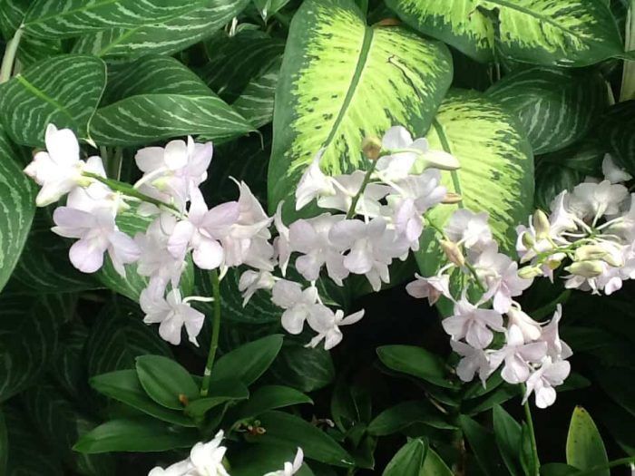 Orquídea en jardín Singapur
