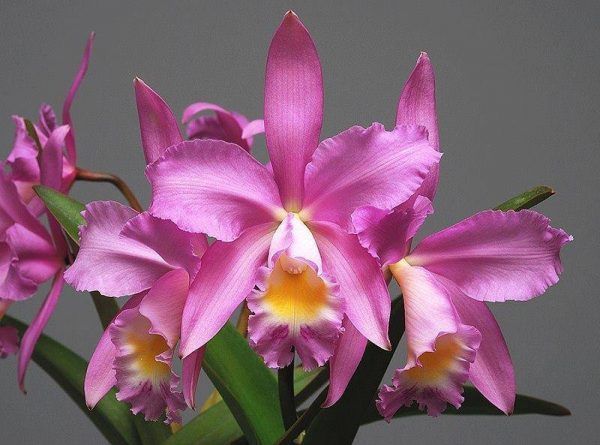 Orquidea rosa