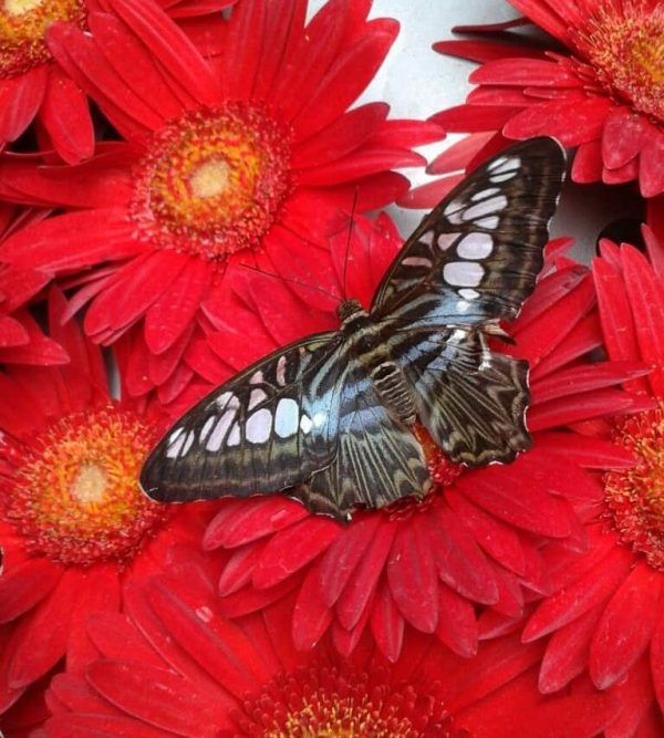 Mariposa sobre flores rojas