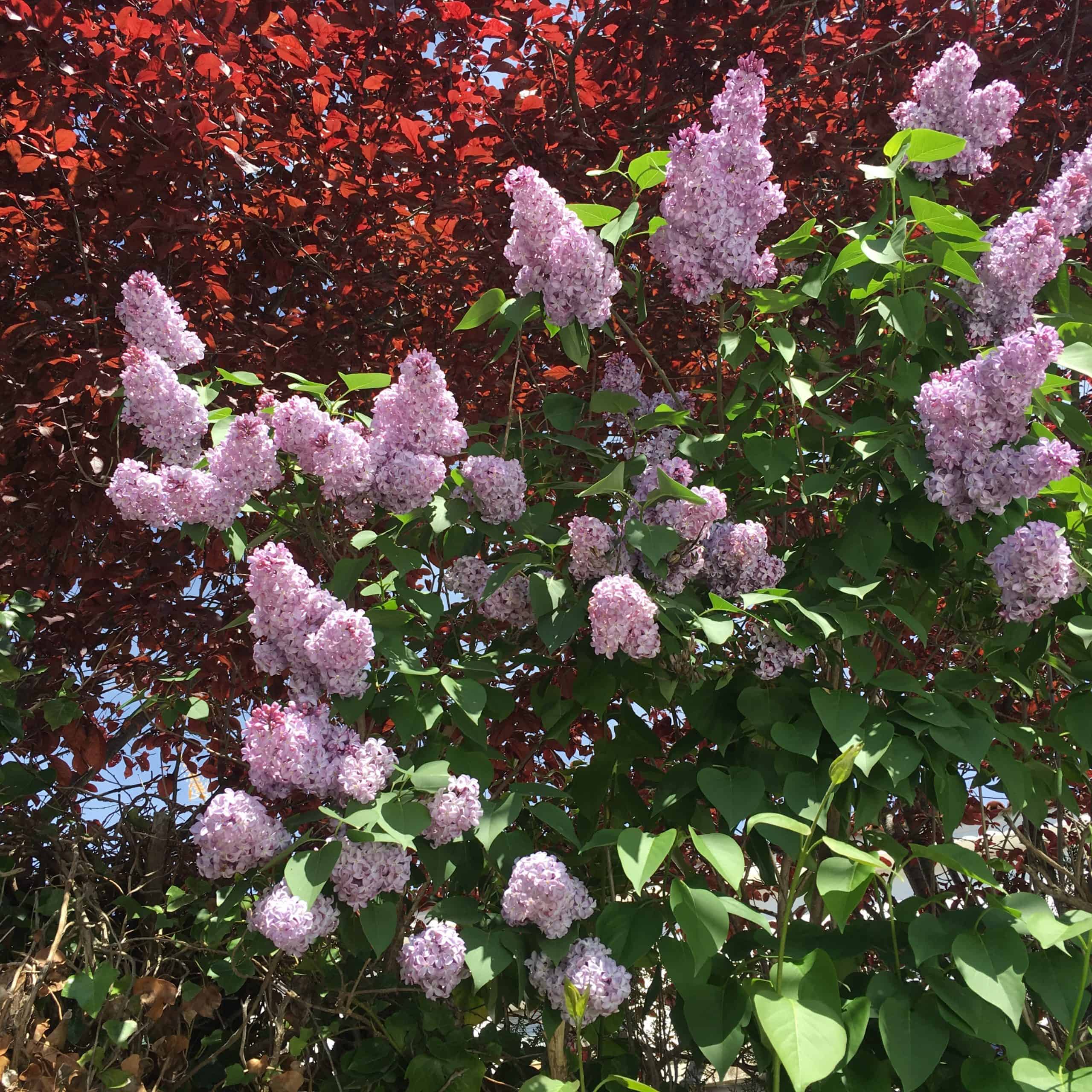 Flores en primera