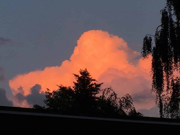 árbol con una nubes detrás