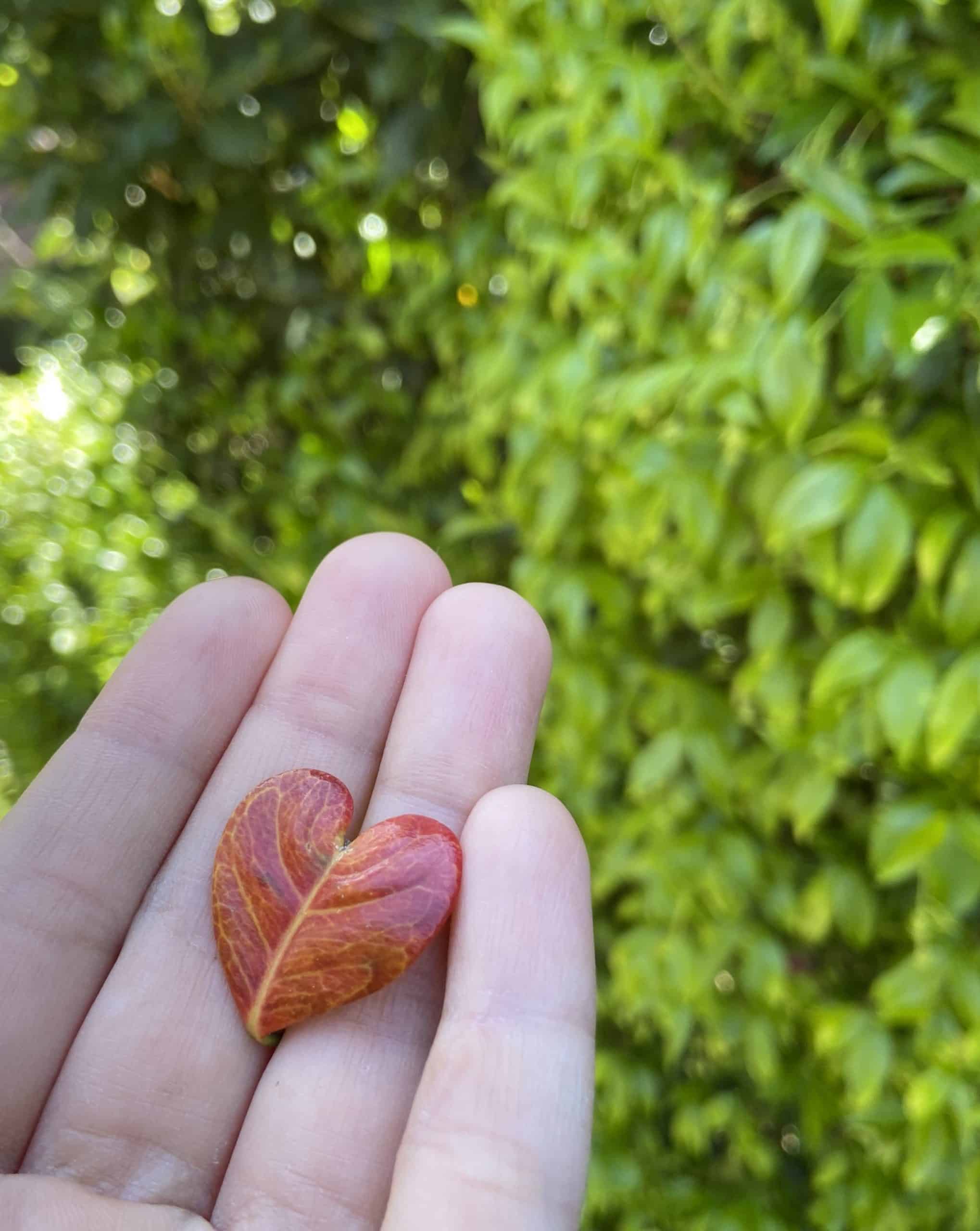 Hoja forma de corazón en la mano