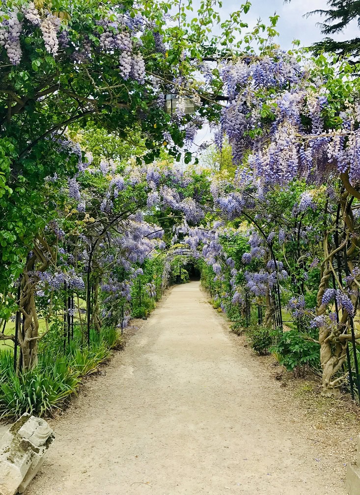 Jardín con flores lila