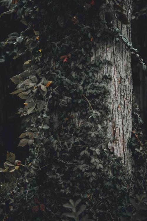 Árbol cubierto por planta enredadera