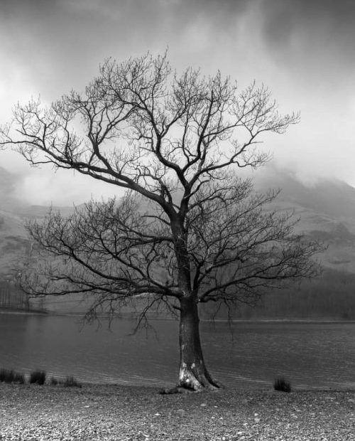 Árbol sin hojas con cielo nublado