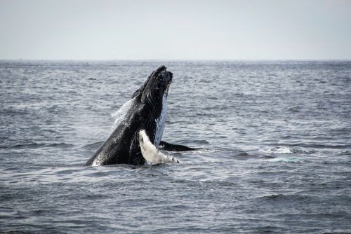 Ballena asomando en la superficie del mar